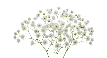 Elegant white baby's breath flowers in full bloom against a stark black backdrop.