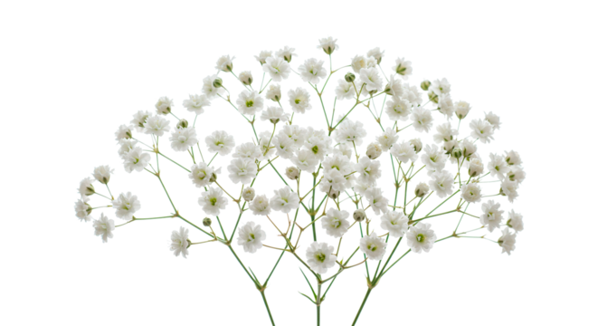 Elegant white baby's breath flowers in full bloom against a stark black backdrop.