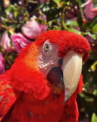 Scarlet Macaw with Flower Background