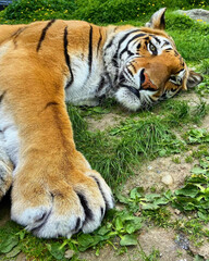 Tiger Lounging with Paw Forward