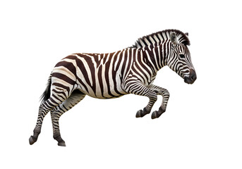 Striped Zebra in Motion: A Powerful Wildlife Photo