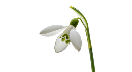 A pristine snowdrop flower blooms gracefully against a stark black backdrop, perfect for springtime visuals.