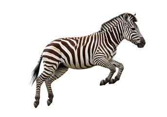 Zebra Animal Photography: Leaping Plains Zebra on White Background
