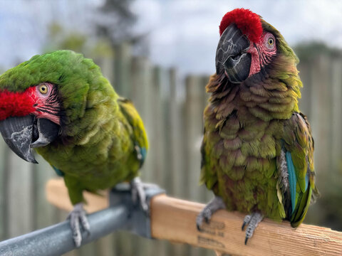 Two Green Macaws on Fence Rail