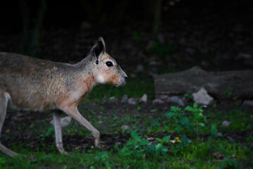 The Patagonian mara also known as Dolichotis patagonum                               