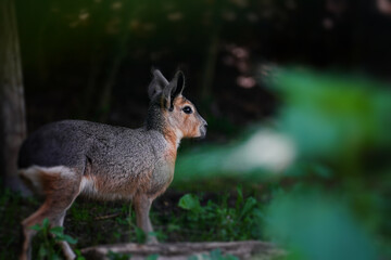 The Patagonian mara also known as Dolichotis patagonum                               