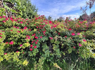 Close-up of Rosa gallica red flower. Vinegar rose, or Gallica rose, is an ornamental shrub with red flowers in the garden. Rosa gallica, French rose, or rose of Provins.