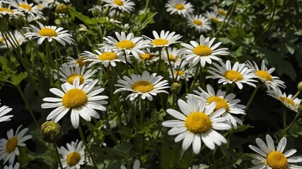 Fototapeta premium Blooming Daisies in a Sunny Garden Setting During Spring, Showcasing Vibrant Colors and Close Details of Petals and Leaves