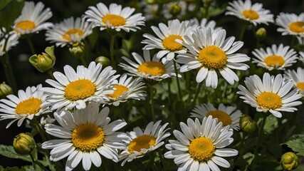 Fototapeta premium Bright White Daisies Bloom in a Sunny Garden Showcasing Nature's Beauty During Springtime