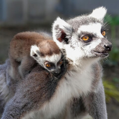 Ring-Tailed Lemur with Clinging Baby