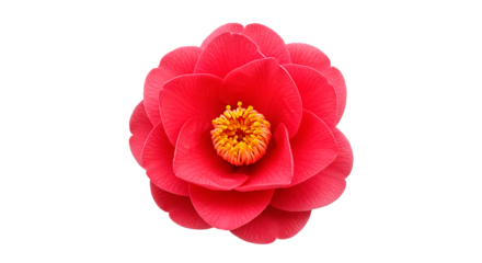 Vibrant red camellia flower in full bloom against a stark black background.