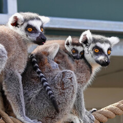 Trio of Ring-Tailed Lemurs Perched Together