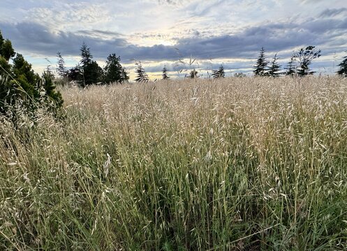 A field of wild grasses, likely Avena fatua, swaying under a dramatic evening sky with distant pine trees. A serene natural landscape evoking calm and rural simplicity.