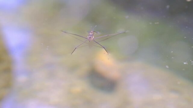 Water striders in the river