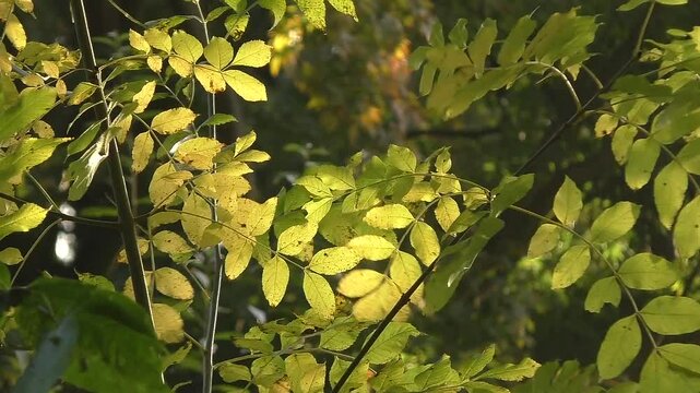 Leaves of European ash (Fraxinus excelsior) Blowing in the Wind in Autumn