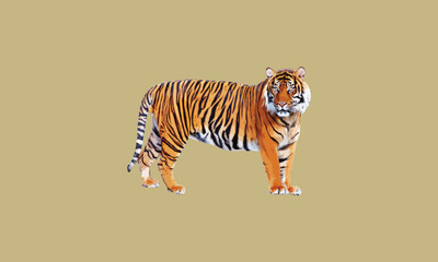 Vector tiger design fully editable high quality