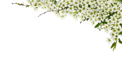 Beautiful spring twigs of spiraea flowers for corner floral arrangement isolated on white or...