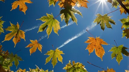 Colorful Autumn Leaves Against a Blue Sky With Sun Rays Shining Through in a Serene Outdoor Setting