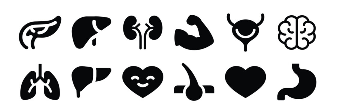 Human Organs and Body Health Icons &ndash; organs, anatomy, health, liver, brain, heart, lungs, stomach, kidney. Collection of human internal organ icons. 