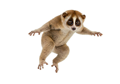 Amazing Slow Loris: Leaping Action Shot of a Pygmy Loris