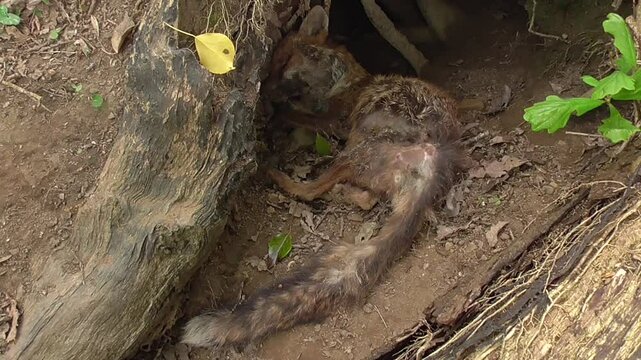 Dead Red Fox (Vulpes vulpes) at the Entrance to a Badgers' Sett, Covered in Flies