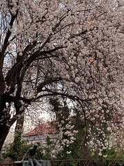 Blooming cherry blossom tree with delicate pink flowers and a sculpture in a spring garden
