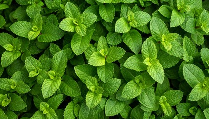 Close-up of vibrant mint leaves (1)