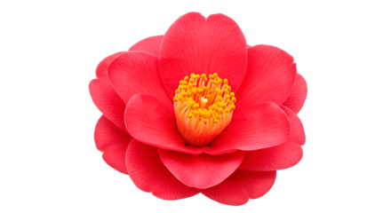 Bright red camellia flower in full bloom with golden center on black.