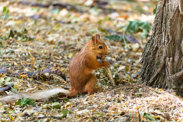 A common squirrel (Sciurus vulgaris) is sitting on the ground in the forest and gnawing on a large animal bone, teeth marks are visible on the bone.