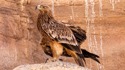 Majestic Eagle Standing on Rock Against Desert Cliff – Close-Up of Powerful Bird of Prey