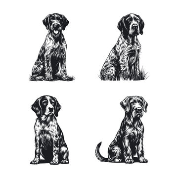 German Wirehaired Pointer Dog SVG