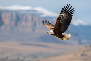 Obraz premium A majestic eagle soaring gracefully against a backdrop of mountains and clear sky.
