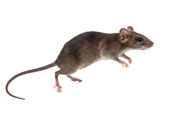 House Mouse: Rodent Identification Guide, Close-up View