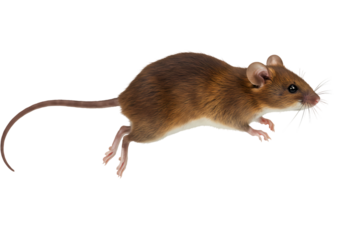 Brown Mouse: Detailed Close-up Photograph of a House Mouse on White Background