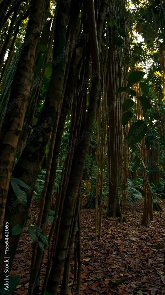 Poster a serene video scene capturing a lush forest from a low-angle, highlighting towering trees and dappl