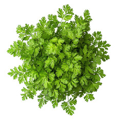 Harvesting chervil leaves in a greenhouse high-quality cutout png on transparent background for culinary use