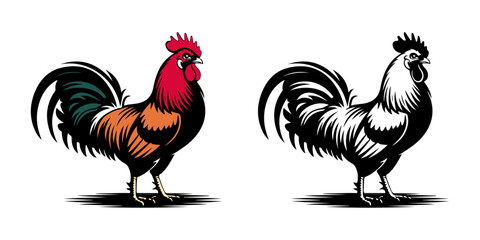 rooster isolated on white