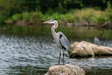 Fototapeta premium A majestic heron stands atop a rock by a tranquil lake, reflecting nature's beauty in soft hues.