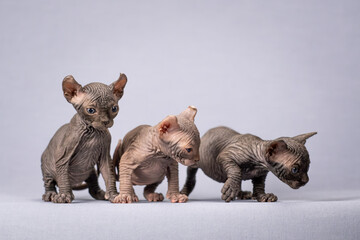 Three kittens on a blue background. Kittens, elves, sphinxes.