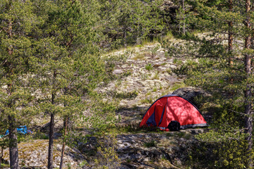 A red camping tent stands peacefully amidst tall pine trees in a serene, secluded forest landscape,...