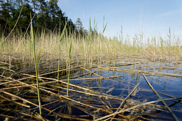 A close-up view of tall reeds growing in shallow water, with a lush forest and clear blue sky in the background.