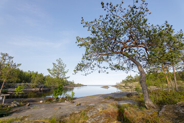 A curved pine tree stands on a rocky shore, with a calm lake and small island in the distance,...