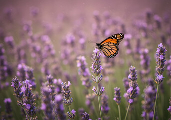 Monarch Butterfly on Lavender Field in Soft Light