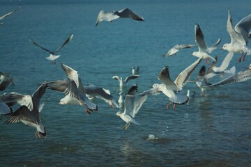 seagulls in flight