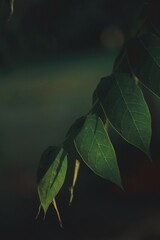 Green leaves on a dark green background 