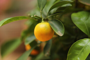 Tangerine fruit on a tree