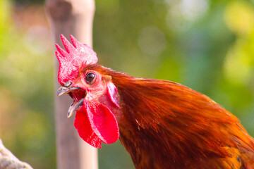 Vibrant Desi Rooster: A Colorful Farm Animal Portrait bird fowl beak comb eyes rural image