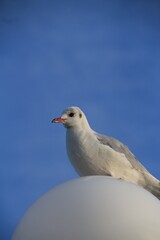 seagull on blue sky