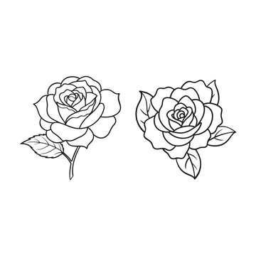 line art of four quality roos flower  bundle on the white background