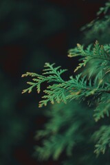 close up of pine needles